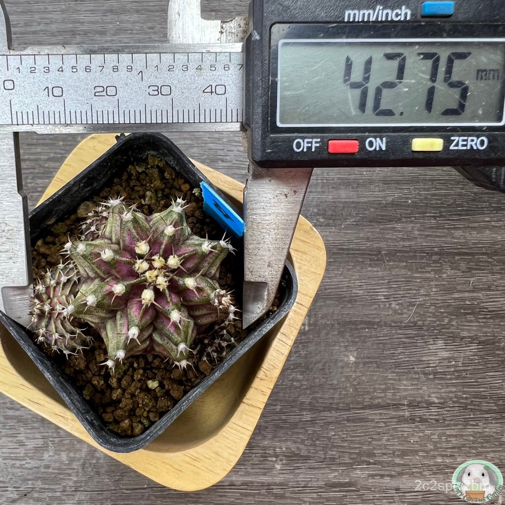 b37-ต้นยิมโนหน้ายับ-ลูก-trex-ไม้เมล็ด-gymnocalycium-แคคตัส-ง่าย-ปลูก-สวนครัว-เมล็ด-อินทรีย์-n1me