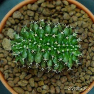 ยิมโนคริส Cactus Gymnocalycium ไม้เมล็ด ไร้ตำหนิ ไม้เมล็ด  ส่งแบบถอดกระถาง ร/ง่าย ปลูก สวนครัว เมล็ด/ผักสลัด MWDN