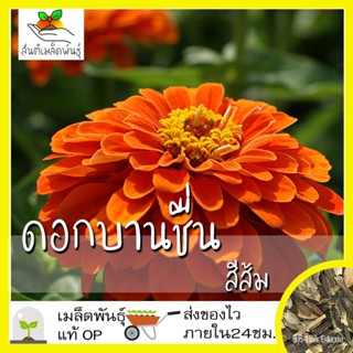 ผลิตภัณฑ์ใหม่ เมล็ดพันธุ์ 2022เมล็ดอวบอ้วน ดอกบานชื่น สีส้ม 100 เมล็ด Orange King Zinnia seed เมล็ดอวบอ้วนแท้ นำ/ขายด QB