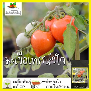 ผลิตภัณฑ์ใหม่ เมล็ดพันธุ์ จุดประเทศไทย ❤เมล็ดอวบอ้วน มะเขือเทศหัวใจ 40 มล็ด Pink Oxheart Tomato Seed เมล็ดอวบอ้ /ขายดี H