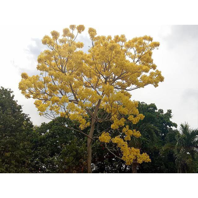 ผลิตภัณฑ์ใหม่-เมล็ดพันธุ์-จุดประเทศไทย-plantfilled-golden-trumpet-tree-seeds-for-planting-trees-approx-ขายด-k5