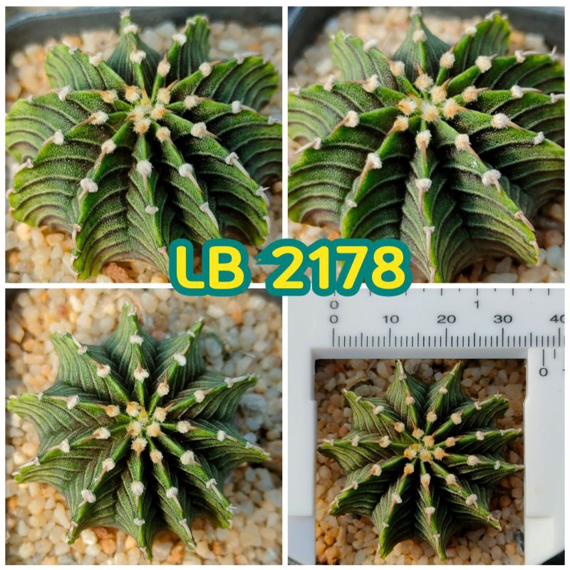 lb-2178-ไม้เมล็ด-สวยงาม-ราคาถูกมากมาย-gymno-ยิมโน-lb2178-กระบองเพชร-แคคตัส