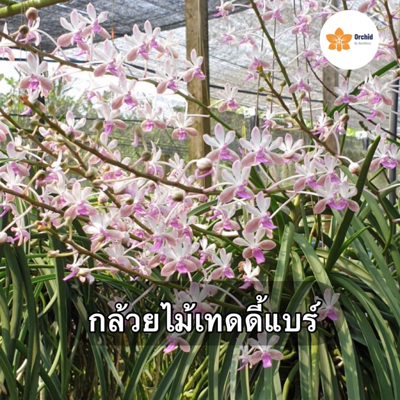 ลูกผสมต่างประเทศ-กล้วยไม้เทดดี้แบร์