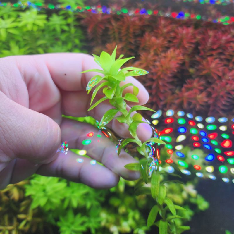 ไม้น้ำ Tonina Fluviatilis โทนีน่า ไม้ข้อสีเขียว จำหน่ายเป็นใบน้ำ พร้อม ...