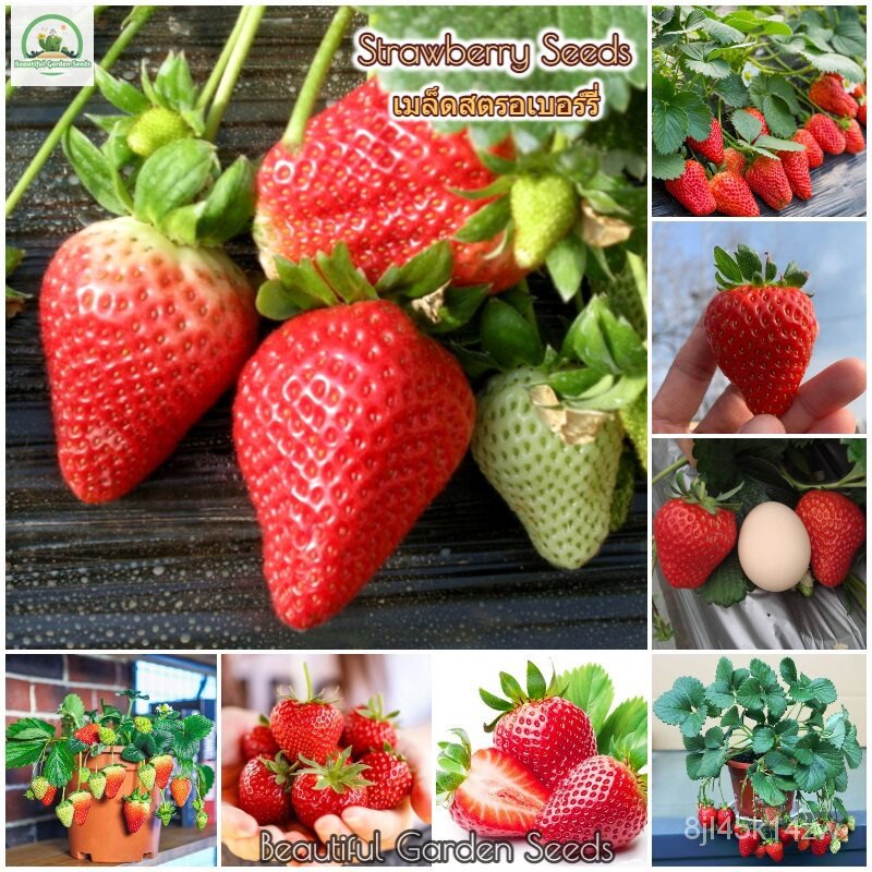 คุณภาพสูง-เมล็ด-เมล็ดสตอเบอรี่-strawberry-seeds-fruit-plants-bonsai-seeds-เมล็ดพันธุ์-สตรอเบ-ง่าย-ปลูก-สวนครัว-ขายดี-8