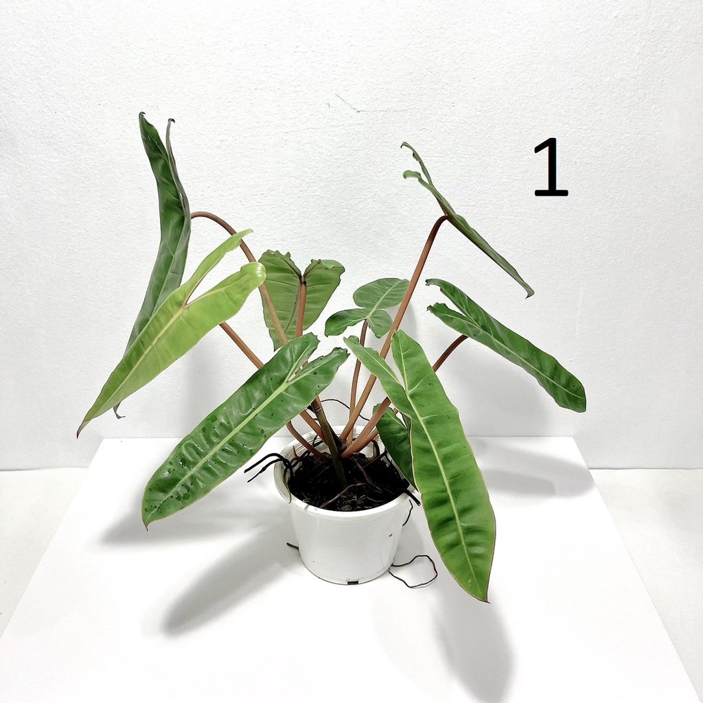 Philodendron Billietiae Croat ฟิโลเดนดรอนก้านส้ม | Shopee Thailand