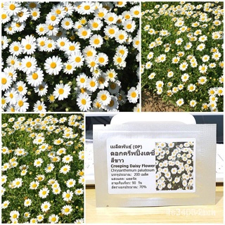 ผลิตภัณฑ์ใหม่ เมล็ดพันธุ์ เมล็ดพันธุ์ ดอกครีพปิ้ง เดซี่ (Creeping Daisy Flower Seed) บรรจุ 200 เมล็ด คุณภาพดี รา/ขายด GG