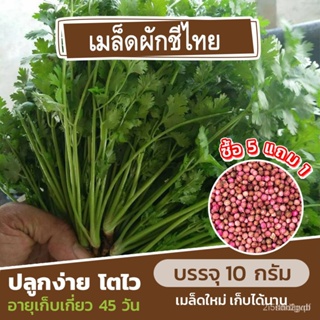 ผลิตภัณฑ์ใหม่ เมล็ดพันธุ์ เมล็ดพันธุ์คุณภาพสูงในสต็อกในประเทศไทย พร้อมส่งเมล็ดอวบอ้วนผักชีไทย แบ่งขาย 10 กรัม ป คล/เมล็ด