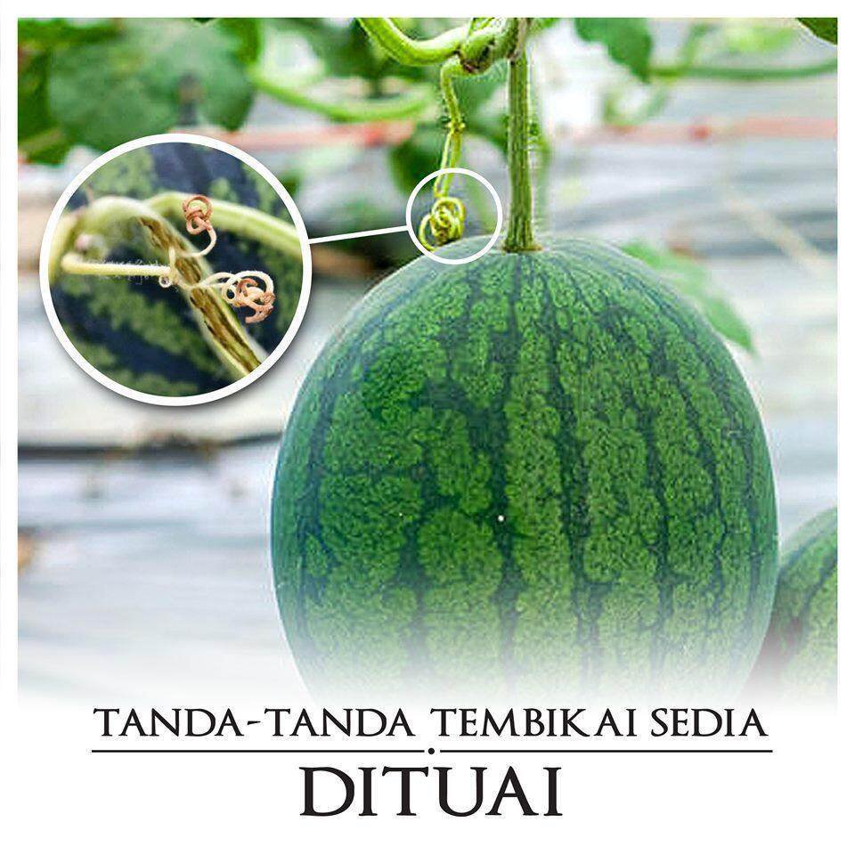 ผลิตภัณฑ์ใหม่-เมล็ดพันธุ์-จุดประเทศไทย-baba-ve-040-smart-grow-watermelon-seed-vegetable-seed-10-seeds-hot-สวนครัว