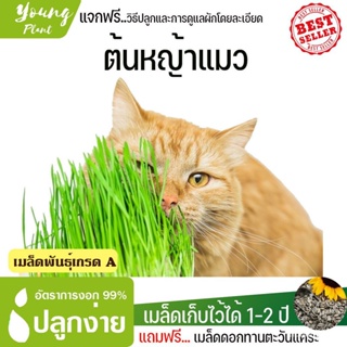 ผลิตภัณฑ์ใหม่ เมล็ดพันธุ์ 2022เมล็ดอวบอ้วนต้นหญ้าแมว ทาสแมวไม่ควรพลาด 200เมล็ด อัตราการงอก95% ปลูกง่าย โตไว (แถมฟร/เมล็ด