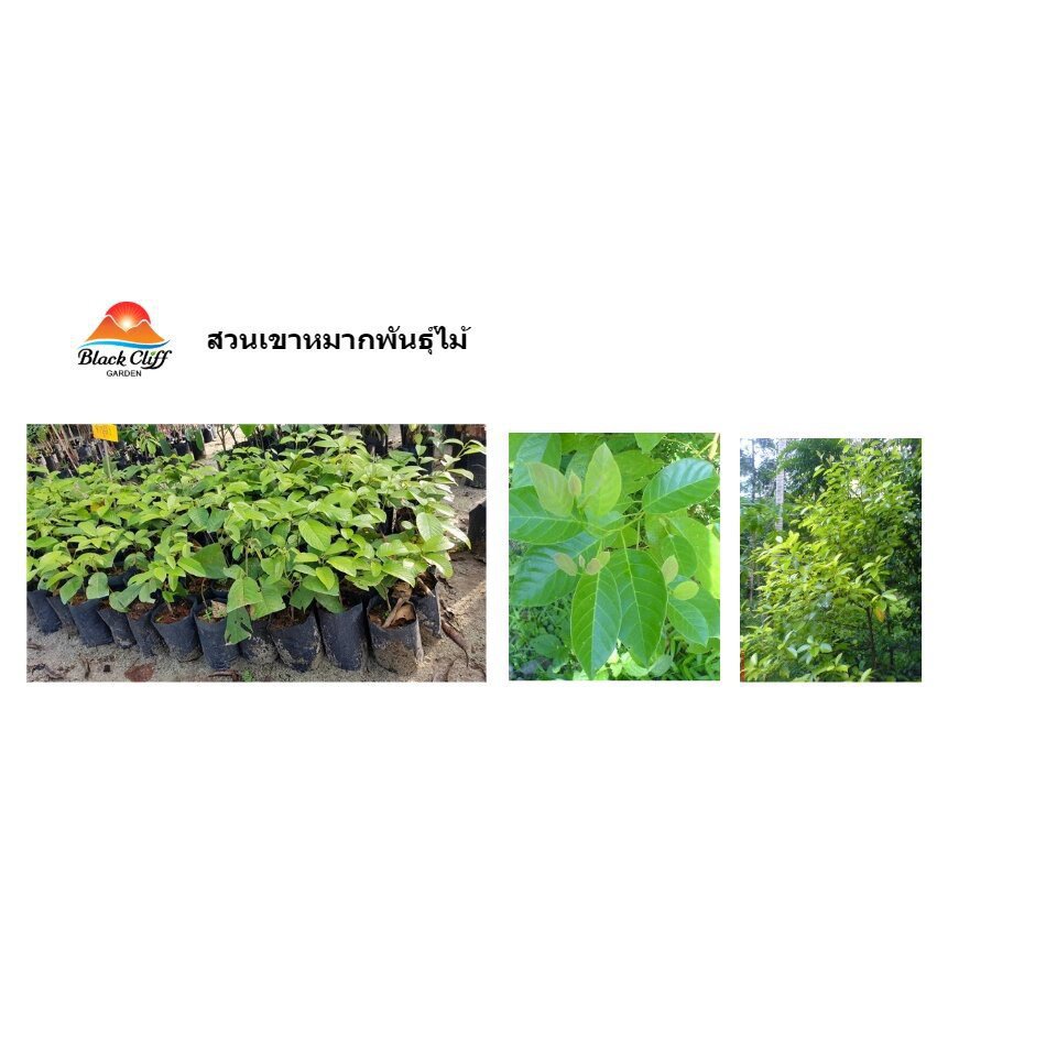 ผลิตภัณฑ์ใหม่-เมล็ดพันธุ์-จุดประเทศไทย-เมล็ดพันธุ์ต้นทำมังหรือต้นแมงดา-สมุนไพร-กิ่งพันธุ์-ต้นไม้-ไม้ผล-ต้นพันธ์-ขายดี-t