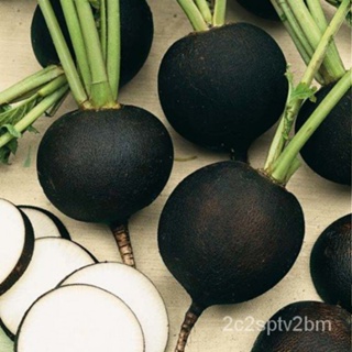 （คุณภาพสูง เมล็ด）แรดิชสีดำ Black Spanish Radish/ง่าย ปลูก สวนครัว เมล็ด/สวนครัว WYYP