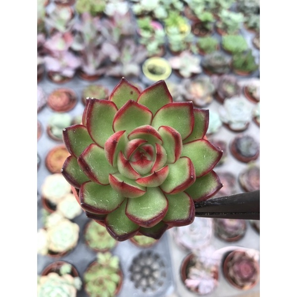 echveria-leaflet-green