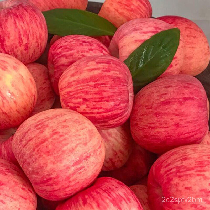 คุณภาพสูง-เมล็ด-ปลูกง่าย-เมล็ดพันธุ์-แอปเปิ้ล-apple-tree-seeds-ต้นผลไม้-บอนไซ-ต้นพันธุ์-บอ-ง่าย-ปลูก-สวนครัว-ผักสลัด