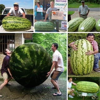 ผลิตภัณฑ์ใหม่ เมล็ดพันธุ์ 2022แตงโม Giant Watermelon Seeds 20ชิ้น / แพ็ค ฟาร์ม พืชบ้าน พืชกลางแจ้ง ปลูกง่าย สามา/ขายดี 6