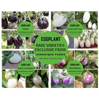 ผลิตภัณฑ์ใหม่ เมล็ดพันธุ์ จุดประเทศไทย ❤eggplant seeds | black beauty eggplant | clara white big eggplant | cla /ขายดี A