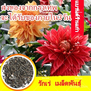 （คุณภาพสูง เมล็ด）200 ชิ้น เมล็ดพันธุ์ ดอกรักเร่คละสี Dahlia Flower Seed ต้นไม้มงคล ต้นไม้ฟอกอากาศ เม/ง่าย ปลูก ส/ผักสลัด