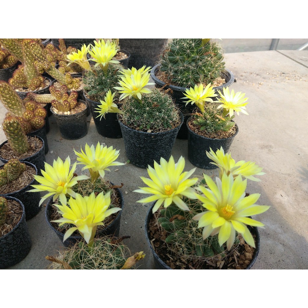 แมมกล้วยหอม-mammillaria-longimamma-3-4ซม-ต้นแคคตัส-ต้นกระบองเพชร-กรุณาอ่านรายละเอียดก่อนทำการสั่งซื้อครับ