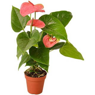 ผลิตภัณฑ์ใหม่ เมล็ดพันธุ์ 20Pcs Anthurium Seeds Perennial Evergreen Herb Bonsai Plants Seeds #SH6 FQB9/ผักสลัด็ด/ขายดี L