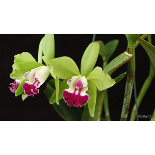 ผลิตภัณฑ์ใหม่ เมล็ดพันธุ์ 202230 เมล็ดอวบอ้วน เมล็ดกล้วยไม้ แคทลียา (Cattleya Orchids) Orchid flower seeds อัตร คล/เมล็ด