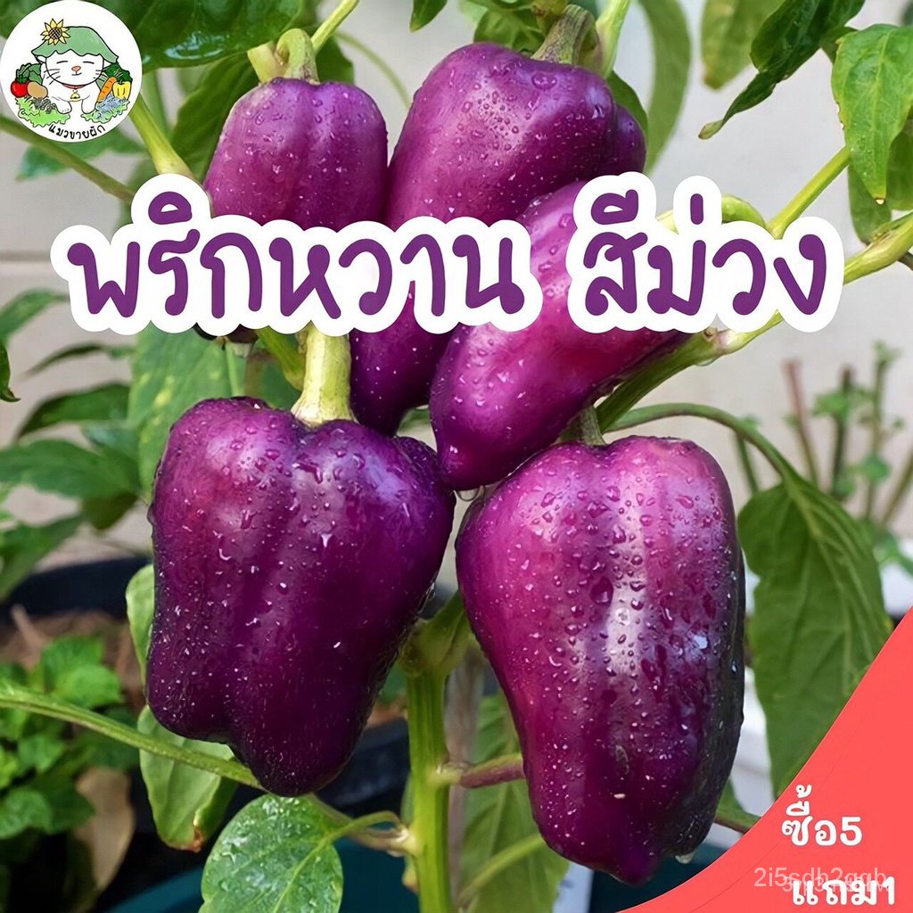 ผลิตภัณฑ์ใหม่-เมล็ดพันธุ์-จุดประเทศไทย-เมล็ดอวบอ้วน-พริกหวานสีม่วง-purple-sweet-pepper-seed-บรรจุ-20-เมล็ด-เ-คล-เ-cj6