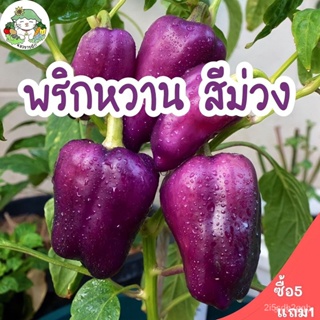 ผลิตภัณฑ์ใหม่ เมล็ดพันธุ์ จุดประเทศไทย ❤เมล็ดอวบอ้วน พริกหวานสีม่วง (Purple Sweet Pepper Seed) บรรจุ 20 เมล็ด เ คล/เ CJ6