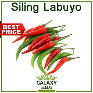 ผลิตภัณฑ์ใหม่ เมล็ดพันธุ์ จุดประเทศไทย ❤[Galaxy Seeds] Siling Labuyo Seeds for Planting Vegetable Plants ( /-60 /ขายดี B