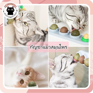 ❤️Catnip ออร์แกนิค ของเล่นแมว บอลcatnip แบบเลีย❤️