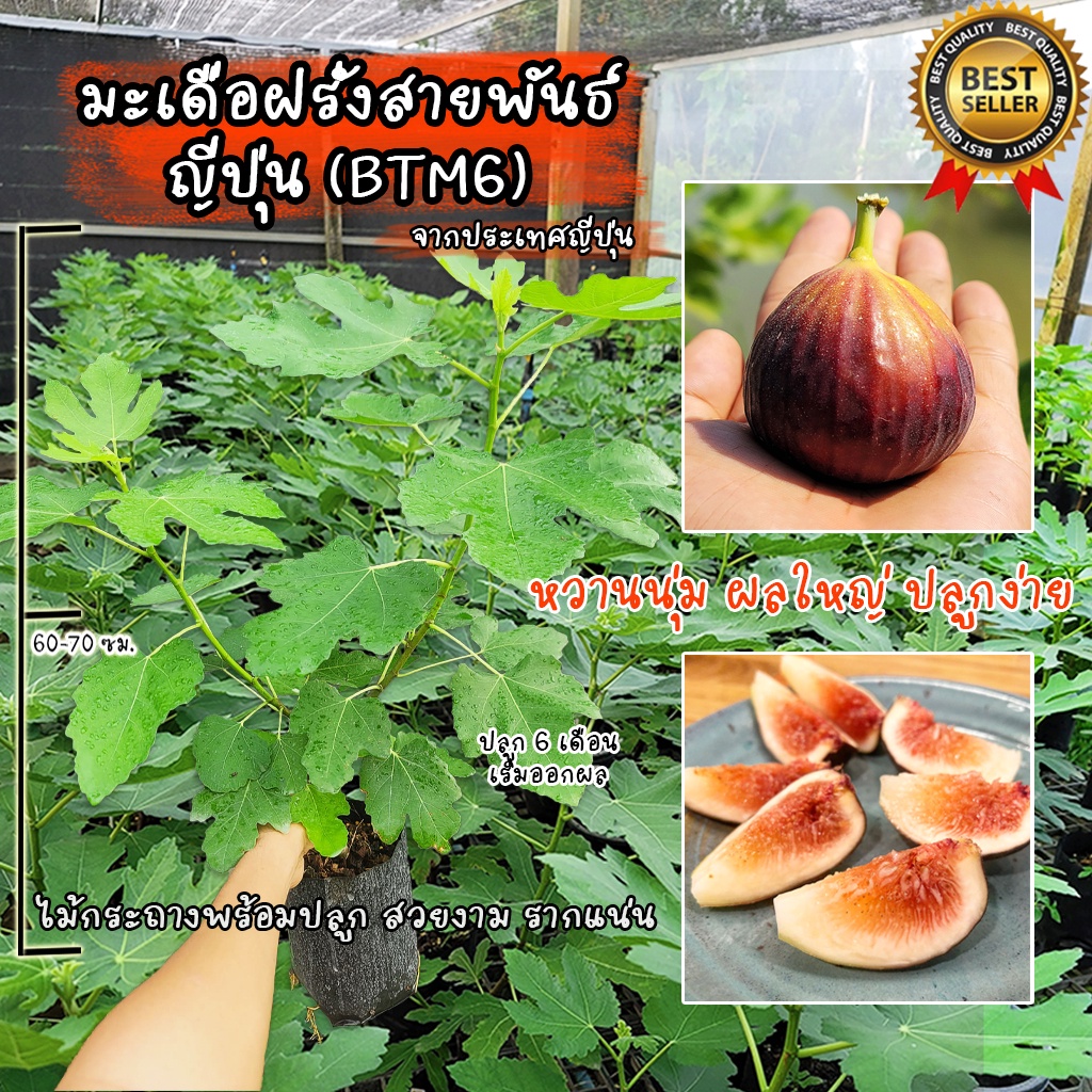 มะเดื่อฝรั่ง สายพันธ์ BTM6 หรืออีกชื่อคือ มะเดื่อญี่ปุ่น ต้นสวยงาม ...