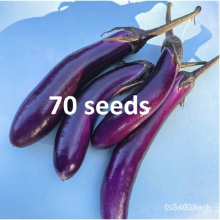 อินทรีย์ ใหม่ สายพันธุ์ จุดประเทศไทย ❤talong / eggplant seeds - P20 per pack - condor seeds - plant seed - vegetab/เมล็ด