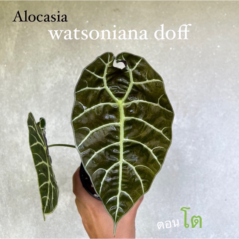 alocasia-watsoniana-วอทโซเนียน่า-เลือกต้นได้