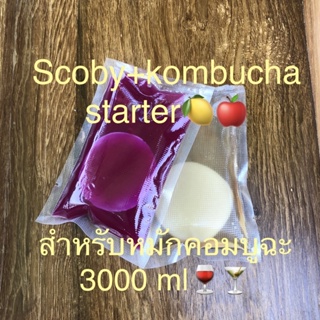 kombucha scoby พร้อมน้ำตั้งต้นจากธรรมชาติขนาด120 ml หมักคอมบูฉะได้2-3ลิตร
