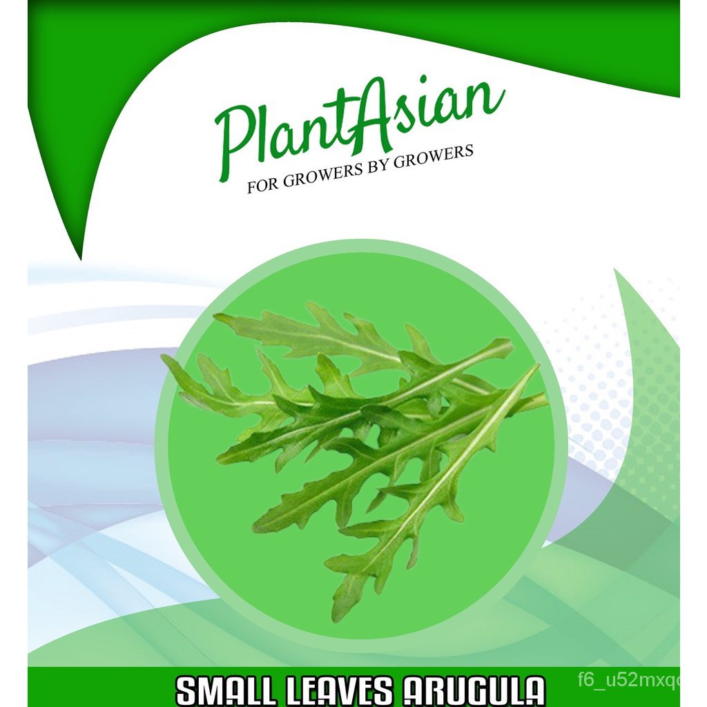 ผลิตภัณฑ์ใหม่-เมล็ดพันธุ์-จุดประเทศไทย-arugula-small-leaves-seedsเมล็ดอวบอ้วน-100-รอคอยที่จะให้ความสนใจของคุณ-ดอก-noc
