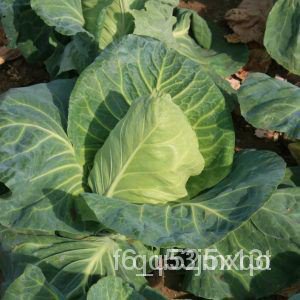 ผลิตภัณฑ์ใหม่-เมล็ดพันธุ์-เมล็ดผักกะหล่ำปลีหัวใจ-pointed-cabbage-200-เมล็ด-เมล็ดกะหล่ำหัวใจ-เมล็ดพันธุ์กะหล่-ดอก-cbe