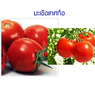 ผลิตภัณฑ์ใหม่ เมล็ดพันธุ์ 2022เมล็ดอวบอ้วน มะเขือเทศท้อ 100 เมล็ด ปลูกง่าย ปลูกได้ทั่วไทย Cherry tomato seeds เ /ดอก BEA
