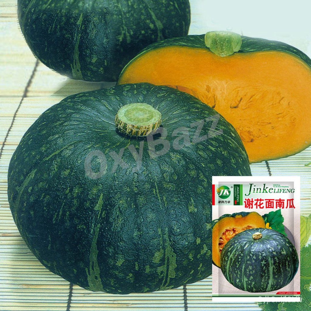ผลิตภัณฑ์ใหม่-เมล็ดพันธุ์-จุดประเทศไทย-เมล็ดอวบอ้วนฟักทองญี่ปุ่น-เมล็ดฟักทองญี่ปุ่น-20เมล็ด-japanese-pumpkin-s-ดอก-sbd