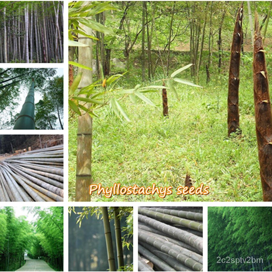 คุณภาพสูง-เมล็ด-ประเทศไทย-พร้อมสต็อก-phyllostachys-seeds-บรรจุ-50-เมล็ดพันธุ์-ต้นไม้ประดับ-ต-ง่าย-ปลูก-สวนครัว-ขายดี-u