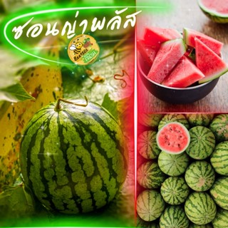 🍉แตงโม ซอนญ่า 1ลูก หวาน กรอบ อร่อย น้ำหนักประมาณ 3.2-3.6 กิโล(ต่อลูก)สดๆจากสวนปลอดสาร สั่งได้เลยครับ