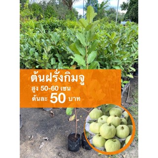 ผลิตภัณฑ์ใหม่ เมล็ดพันธุ์ จุดประเทศไทย ❤ต้นฝรั่งกิมจู ต้นละ 50 บาทเมล็ดอวบอ้วน 100% รอคอยที่จะให้ความสนใจของคุณ /ขายดี B