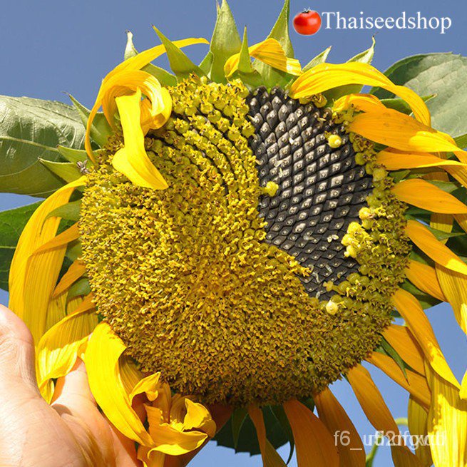 ผลิตภัณฑ์ใหม่-เมล็ดพันธุ์-เมล็ดพันธุ์ทานตะวันยักษ์-giant-sunflower-seeds-เมล็ดพันธุ์นำเข้าจากต่างประเทศคุณภา-ดอก-57h