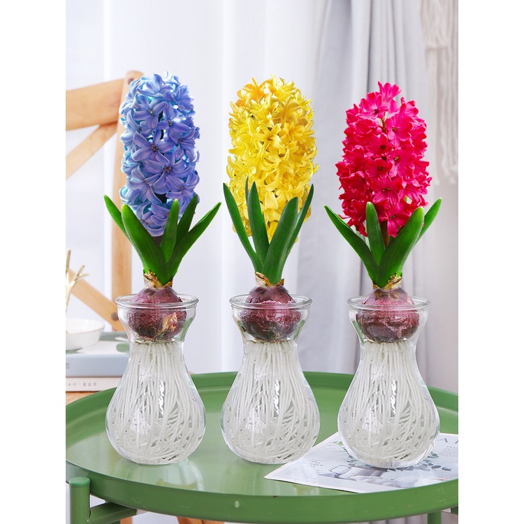 hyacinth-seed-ball-hydroponic-set-indoor-narcissus-seed-ball