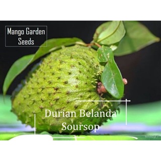 ผลิตภัณฑ์ใหม่ เมล็ดพันธุ์ จุดประเทศไทย ❤Soursop Fruit Seeds - 10 Seed - Biji Benih Durian Belanda, สีแดงทุเรียน, เ/เมล็ด