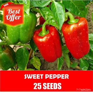 ผลิตภัณฑ์ใหม่ เมล็ดพันธุ์ จุดประเทศไทย ❤Sweet Pepper Seeds - Pepper Seedsเมล็ดอวบอ้วน 100% รอคอยที่จะให้ความสนใจ/สวนครัว