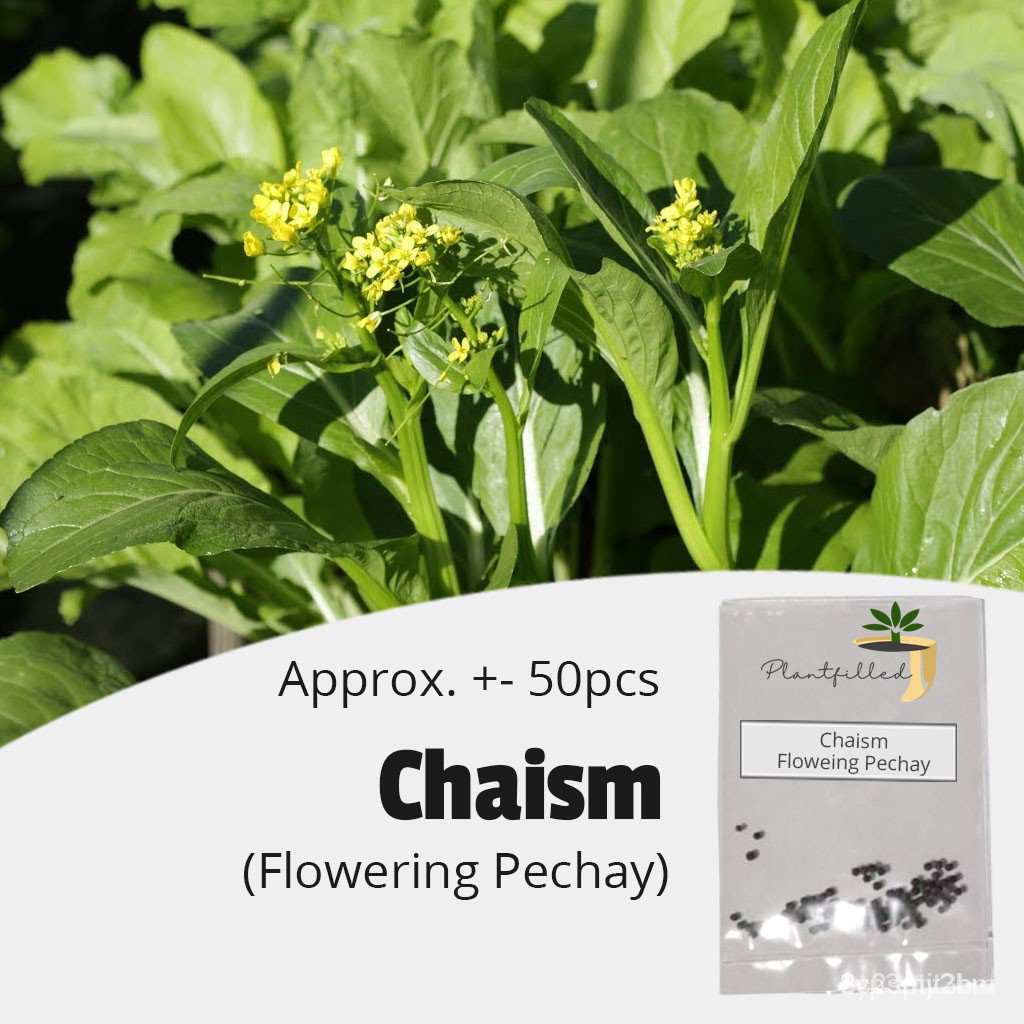 ผลิตภัณฑ์ใหม่-เมล็ดพันธุ์-จุดประเทศไทย-plantfilled-chaism-flowering-pechay-seeds-vegetable-50-seeds-เมล็ด-ขายด-od