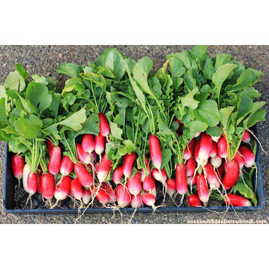 คุณภาพสูง-เมล็ด-เมล็ดพันธุ์-เรดิสฝรั่งเศส-เบรคฟาส-french-breakfast-radish-seed-บรรจุ-200-เ-ง่าย-ปลูก-สวนครัว-ขายดี-j