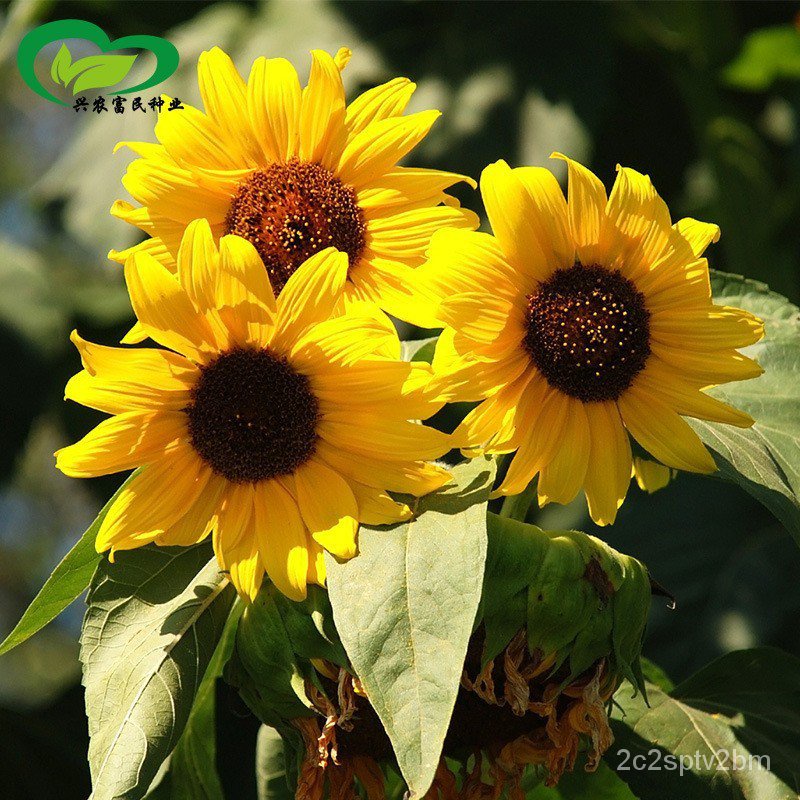 คุณภาพสูง-เมล็ด-เมล็ดพันธุ์-ทานตะวันแคระ-10-เมล็ด-big-smile-sunflower-seed-เมล็ดพันธุ์แท้100-ง่าย-ปลูก-สวนครัว-สวนครัว