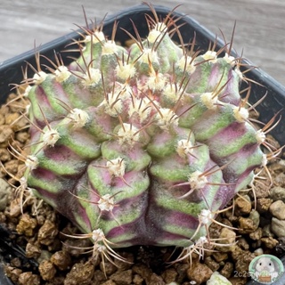 (W1) ต้นยิมโนหน้ายับ ลูก Trex ไม้เมล็ด - (gymnocalycium) - แคคตัส/ง่าย ปลูก สวนครัว เมล็ด/ขายดี B33X