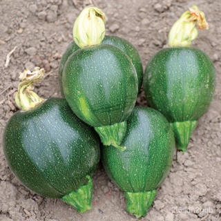 （คุณภาพสูง เมล็ด）เมล็ดพันธุ์ ซูกินี ซุปเปอร์บอล (Zuccini Super Ball) บรรจุ 10 เมล็ด/ง่าย ปลูก สวนครัว เมล็ด/ผักสลัด CBFI