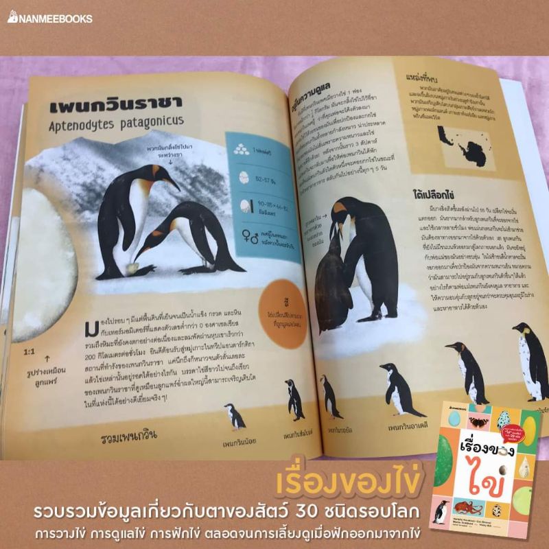 nanmeebooks-เรื่องของไข่-เรื่องของตา