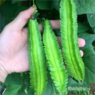 ผลิตภัณฑ์ใหม่ เมล็ดพันธุ์ จุดประเทศไทย ❤WINGED BEAN / SIGARILYAS SEEDS - (15 seeds)เมล็ดอวบอ้วน 100% รอคอยที่จะ /ขายดี J